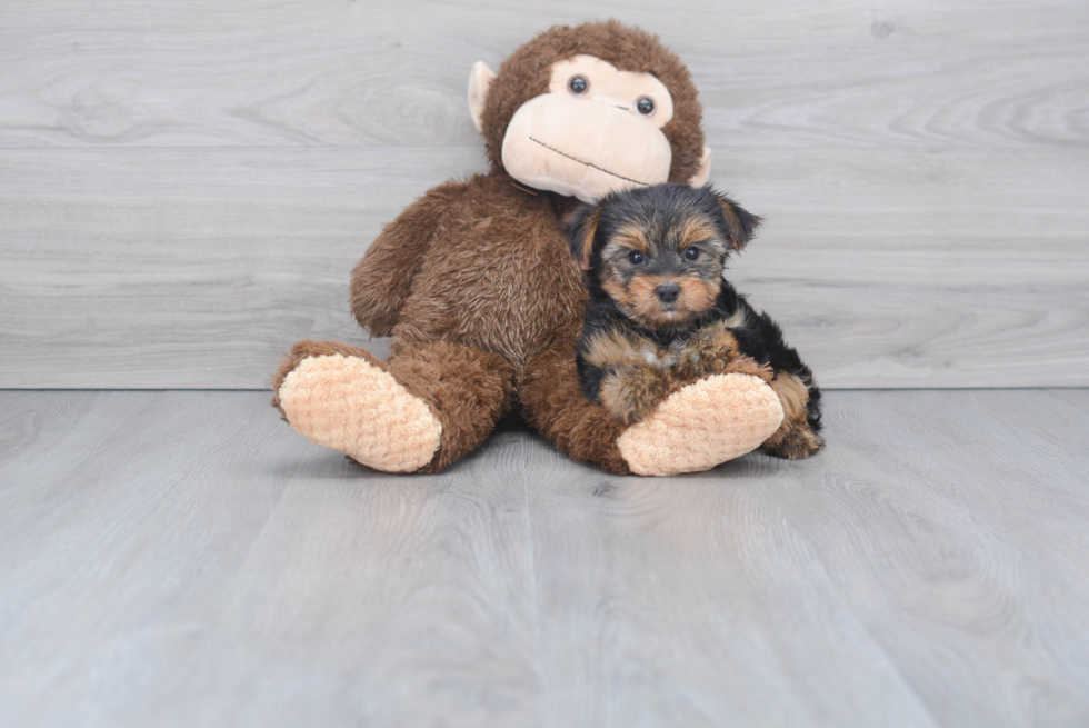 Meet Ronaldo - our Yorkshire Terrier Puppy Photo 