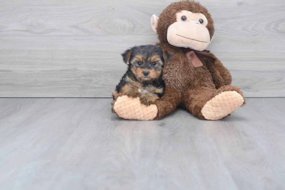 Meet Ronaldo - our Yorkshire Terrier Puppy Photo 