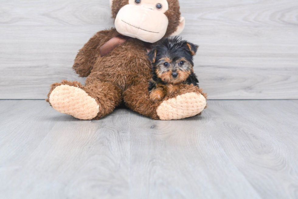 Meet Ronaldo - our Yorkshire Terrier Puppy Photo 