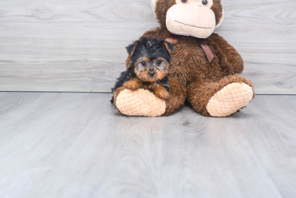 Meet Ronaldo - our Yorkshire Terrier Puppy Photo 