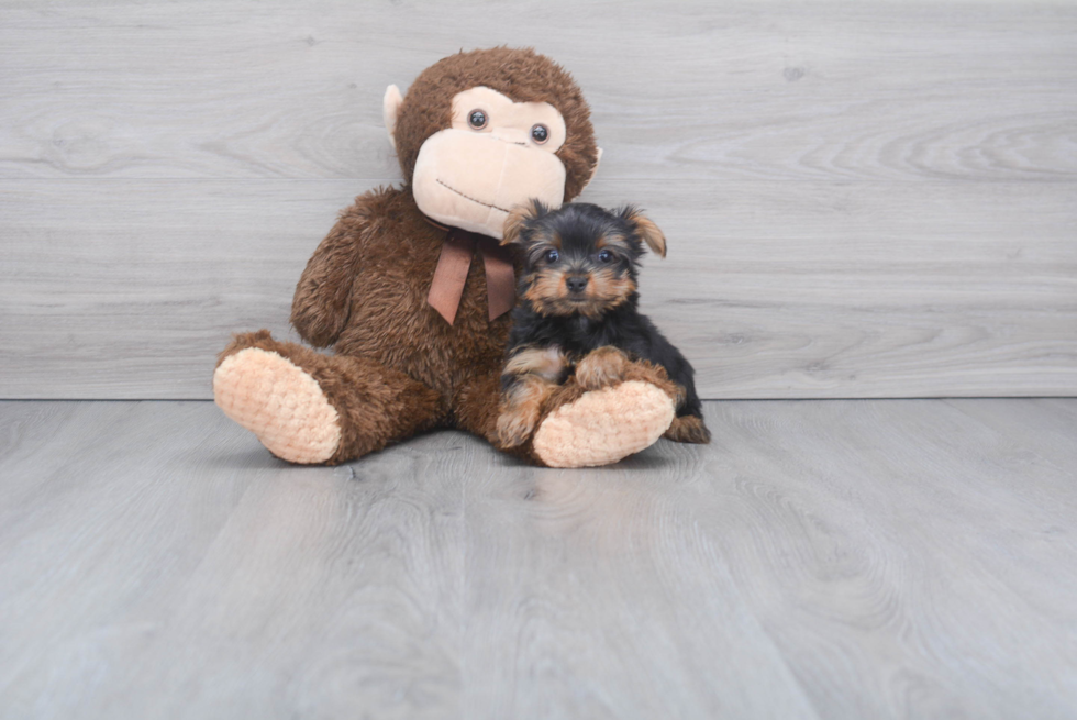 Meet Ronaldo - our Yorkshire Terrier Puppy Photo 