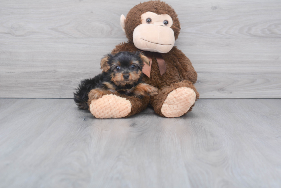 Meet Ronaldo - our Yorkshire Terrier Puppy Photo 