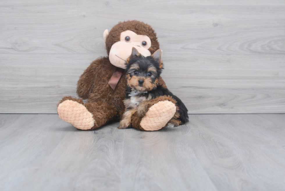 Meet Ronaldo - our Yorkshire Terrier Puppy Photo 