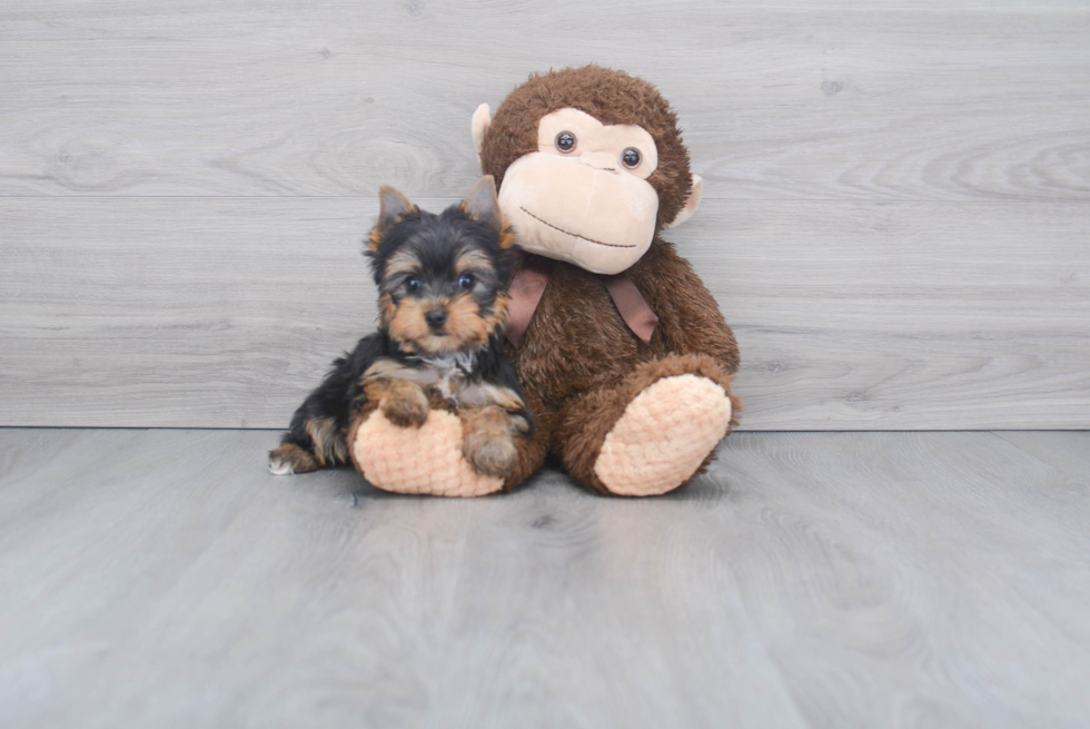 Meet Ronaldo - our Yorkshire Terrier Puppy Photo 