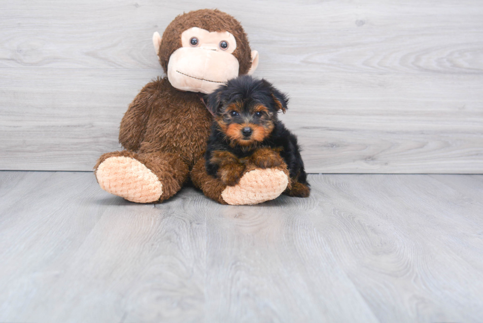 Meet Ronaldo - our Yorkshire Terrier Puppy Photo 
