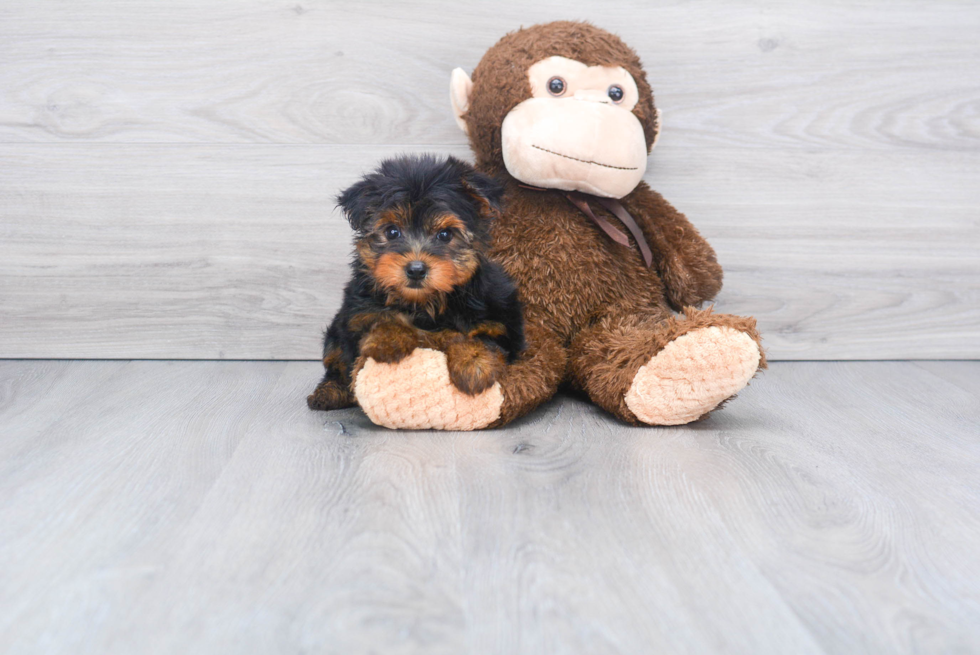 Meet Ronaldo - our Yorkshire Terrier Puppy Photo 