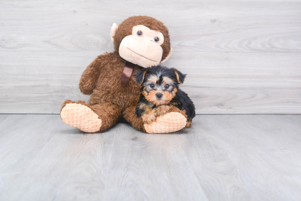 Meet Cos  - our Yorkshire Terrier Puppy Photo 