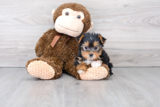 Smart Yorkie Purebred Puppy