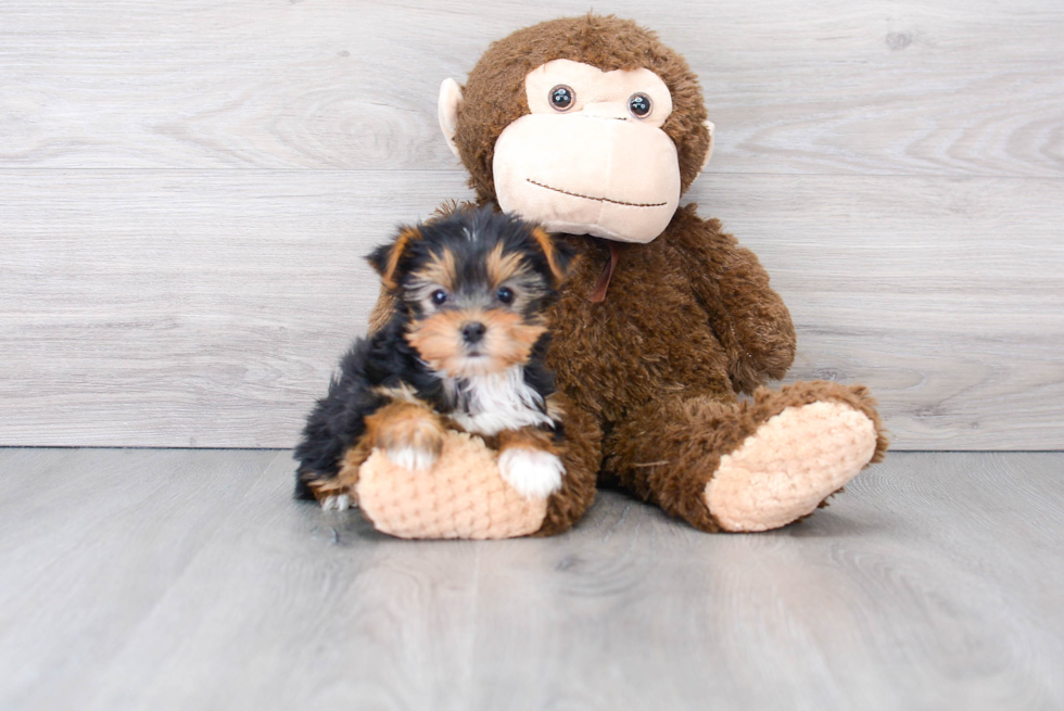 Yorkshire Terrier Puppy for Adoption