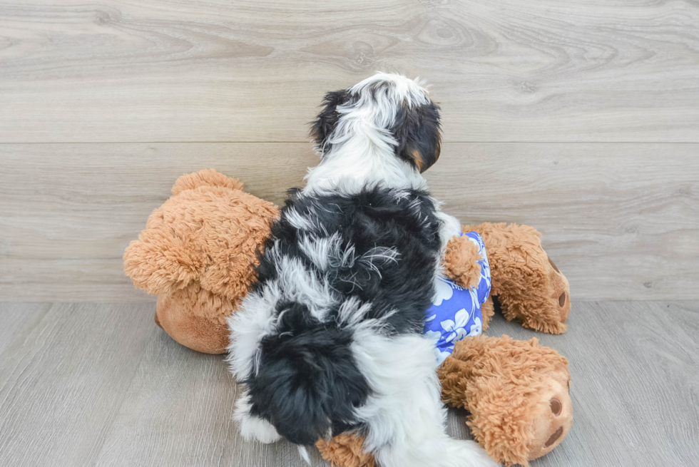 Fluffy Yorkie Purebred Puppy