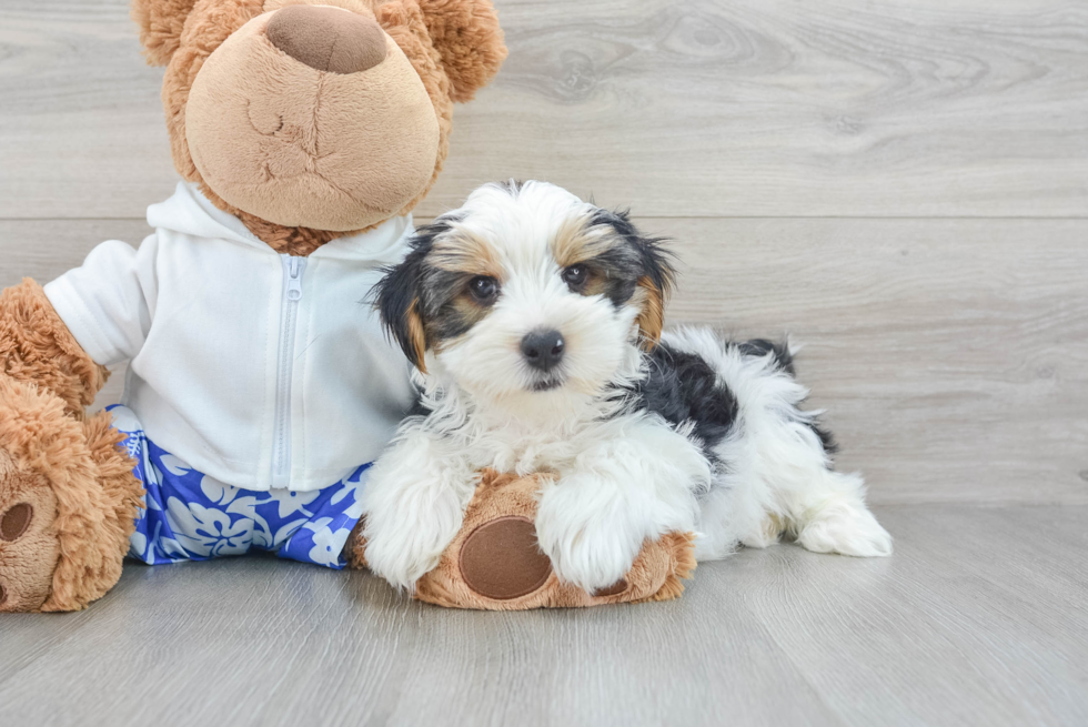 Playful Yorkshire Terrier Purebred Pup