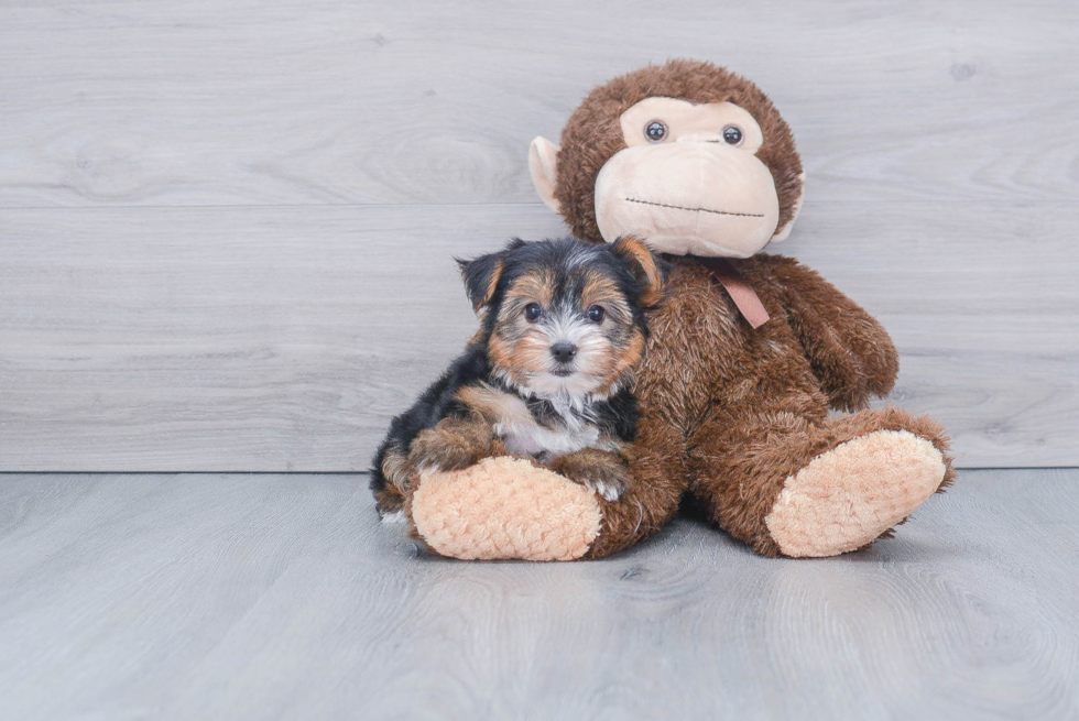 Meet King - our Yorkshire Terrier Puppy Photo 