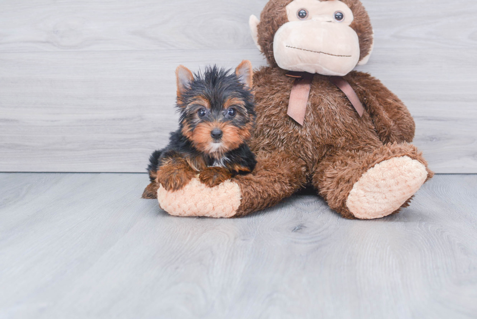 Meet Roscoe - our Yorkshire Terrier Puppy Photo 