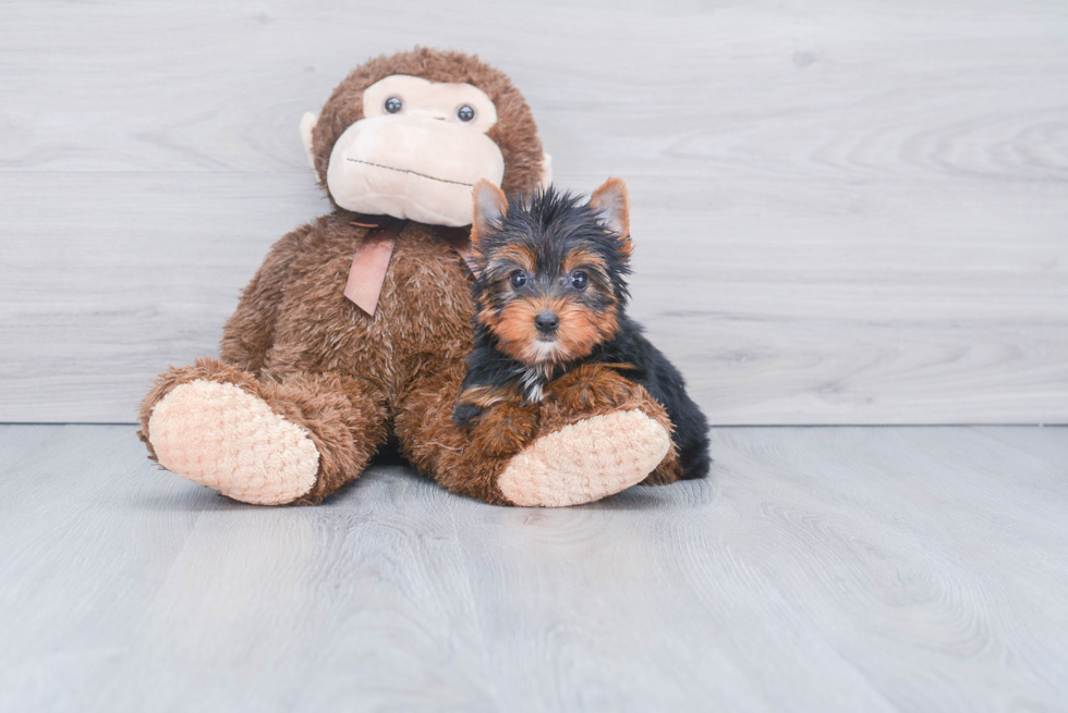 Meet Roscoe - our Yorkshire Terrier Puppy Photo 