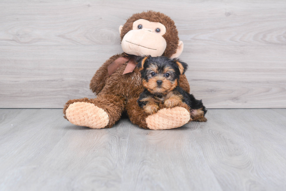 Meet Roscoe - our Yorkshire Terrier Puppy Photo 