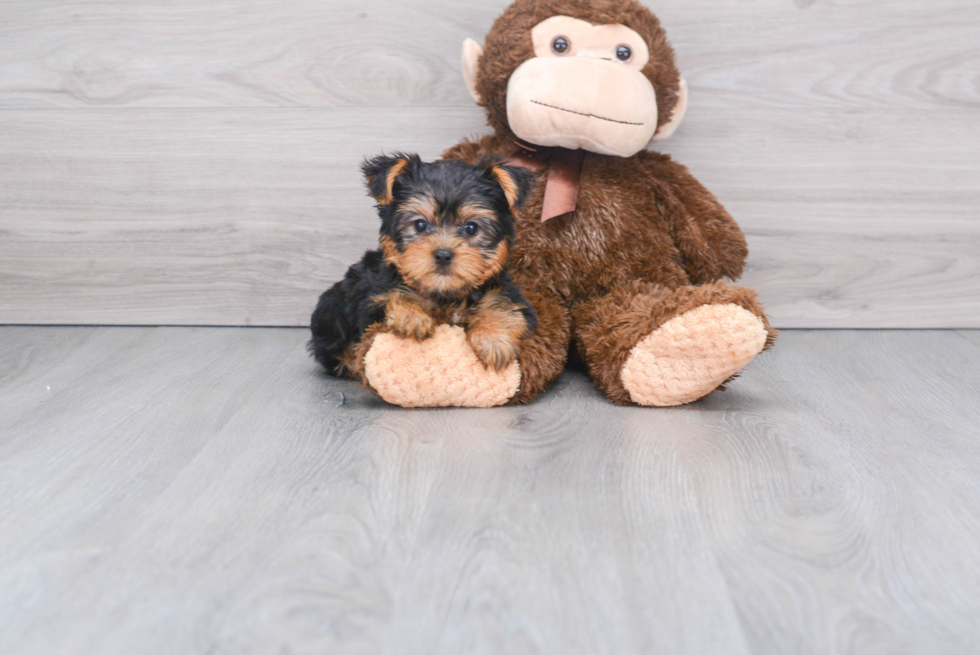 Meet Roscoe - our Yorkshire Terrier Puppy Photo 