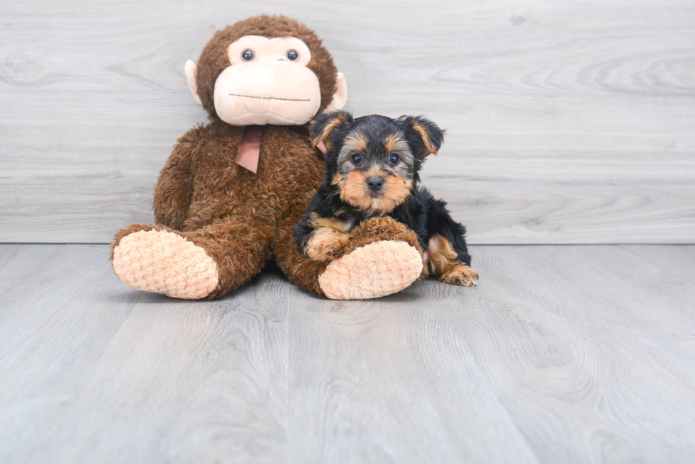 Meet Roscoe - our Yorkshire Terrier Puppy Photo 