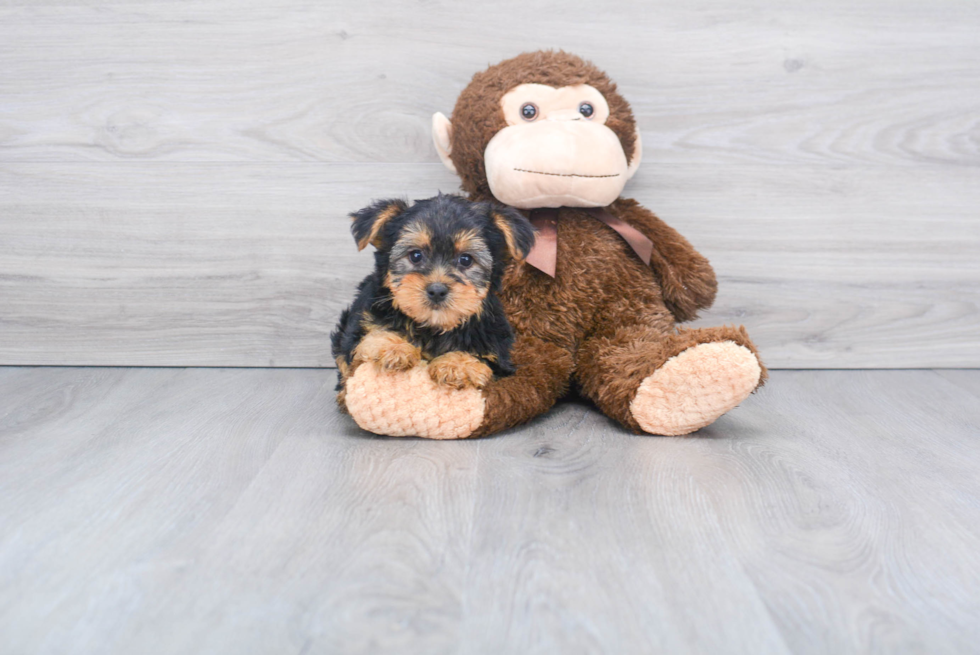 Meet Roscoe - our Yorkshire Terrier Puppy Photo 