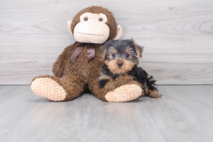 Friendly Yorkshire Terrier Baby