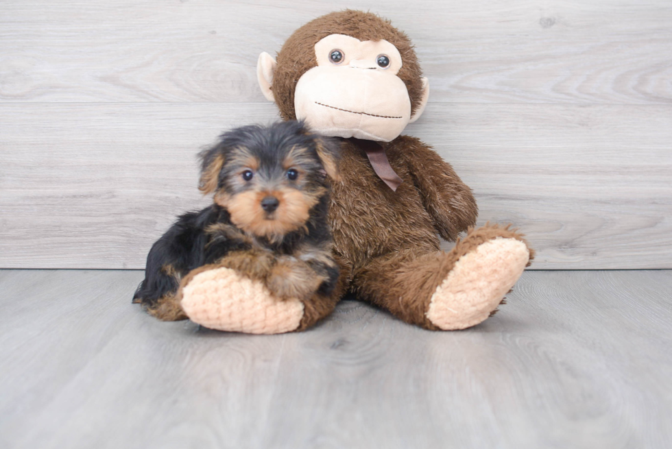 Small Yorkshire Terrier Baby