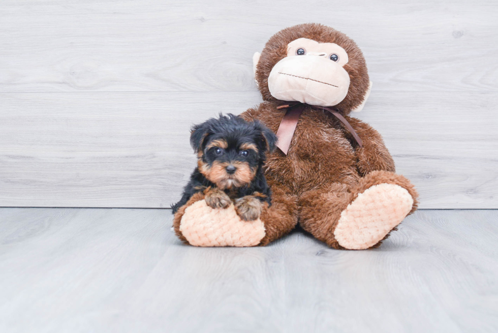 Meet Sebastian - our Yorkshire Terrier Puppy Photo 