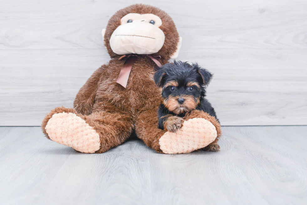 Meet Sebastian - our Yorkshire Terrier Puppy Photo 