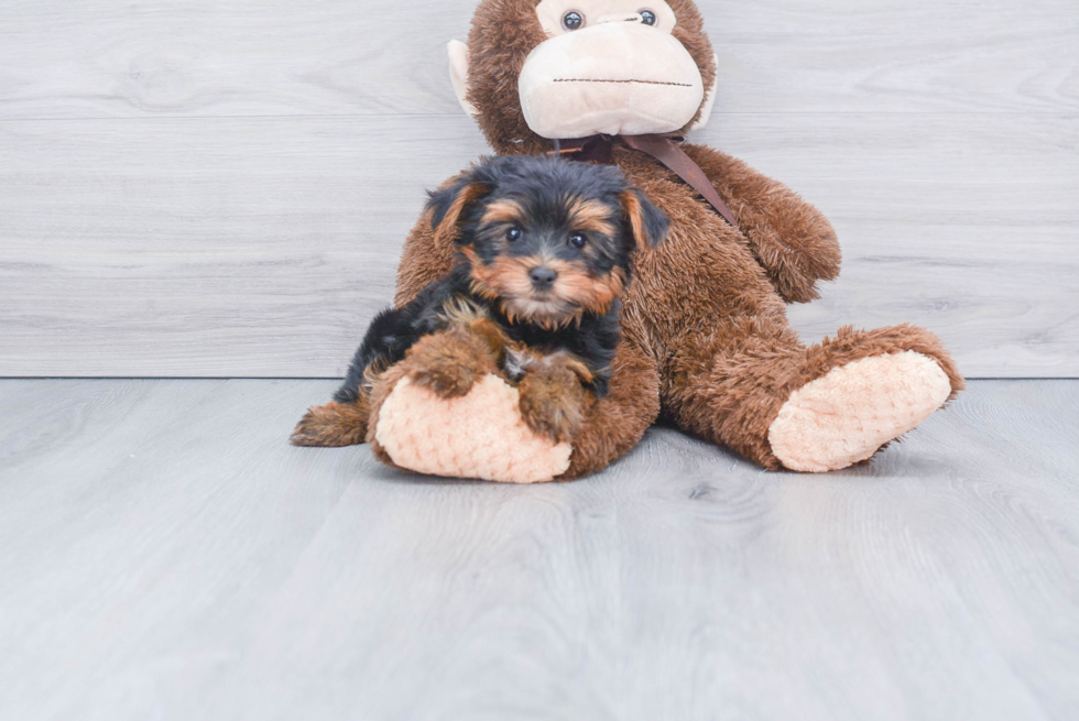 Meet Sebastian - our Yorkshire Terrier Puppy Photo 