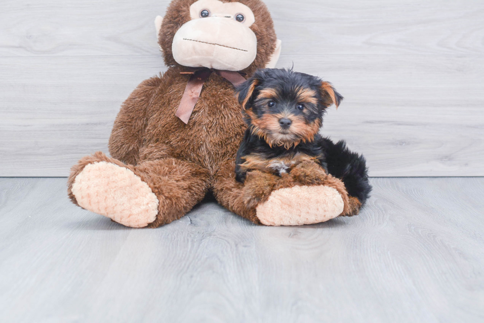 Meet Sebastian - our Yorkshire Terrier Puppy Photo 