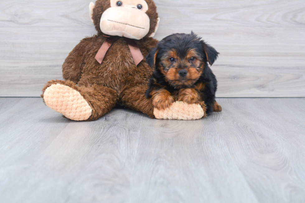 Meet Snickers - our Yorkshire Terrier Puppy Photo 