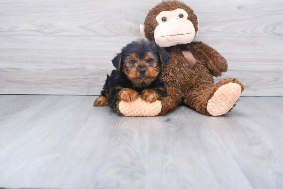 Meet Snickers - our Yorkshire Terrier Puppy Photo 