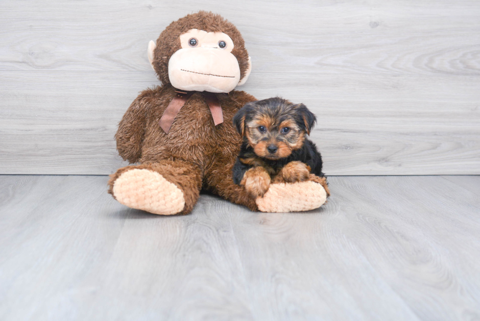 Meet Izzie - our Yorkshire Terrier Puppy Photo 