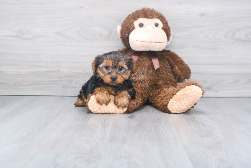 Meet Izzie - our Yorkshire Terrier Puppy Photo 