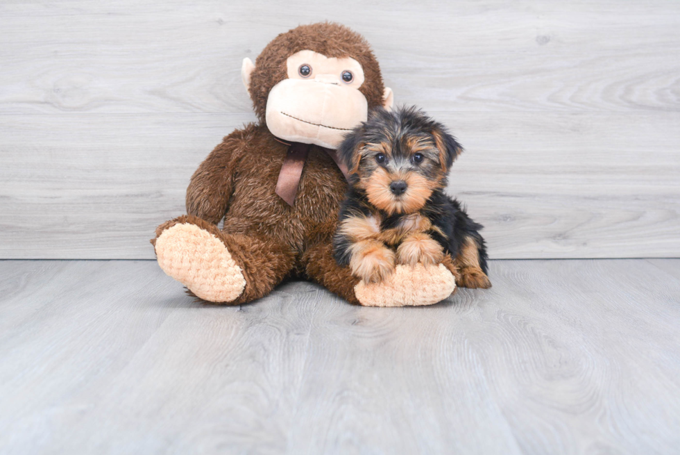 Meet Snickers - our Yorkshire Terrier Puppy Photo 