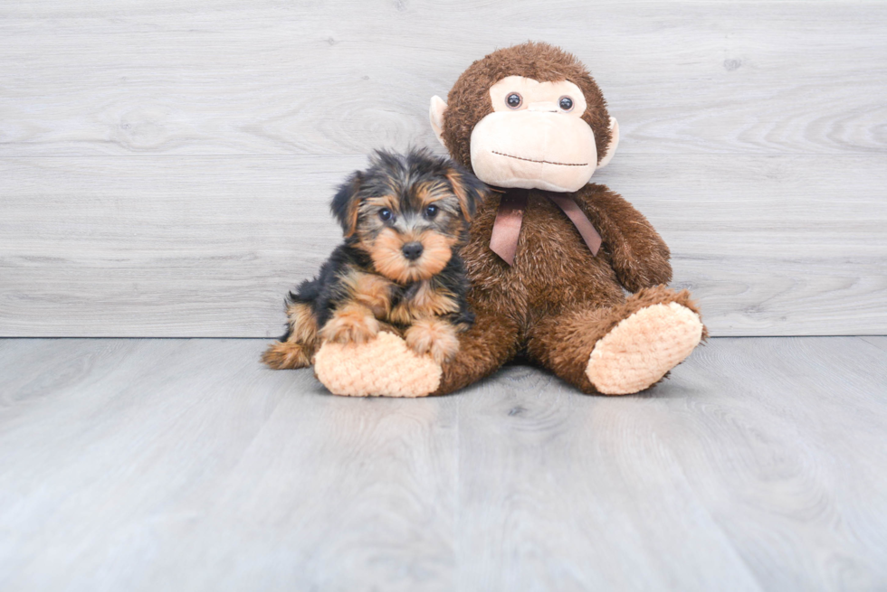 Meet Snickers - our Yorkshire Terrier Puppy Photo 