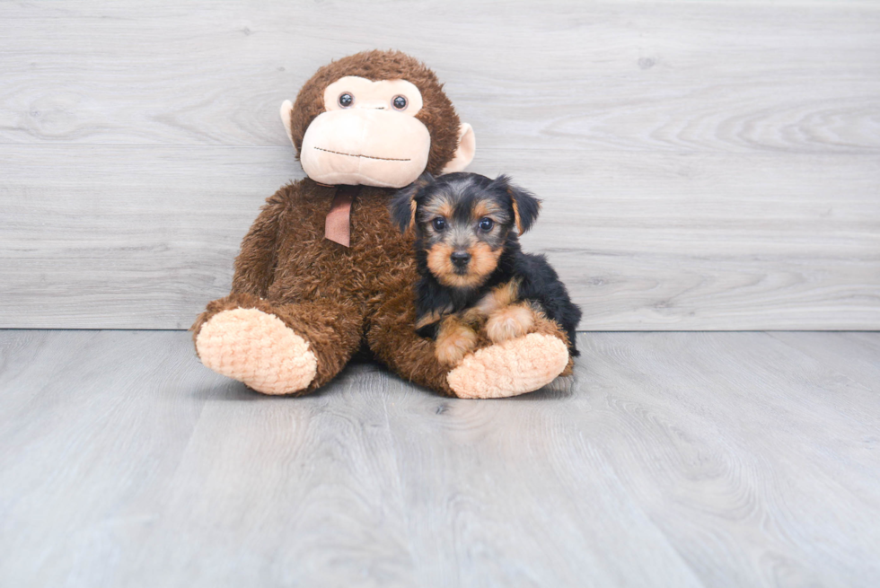 Meet Snickers - our Yorkshire Terrier Puppy Photo 