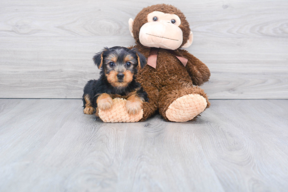 Meet Snickers - our Yorkshire Terrier Puppy Photo 