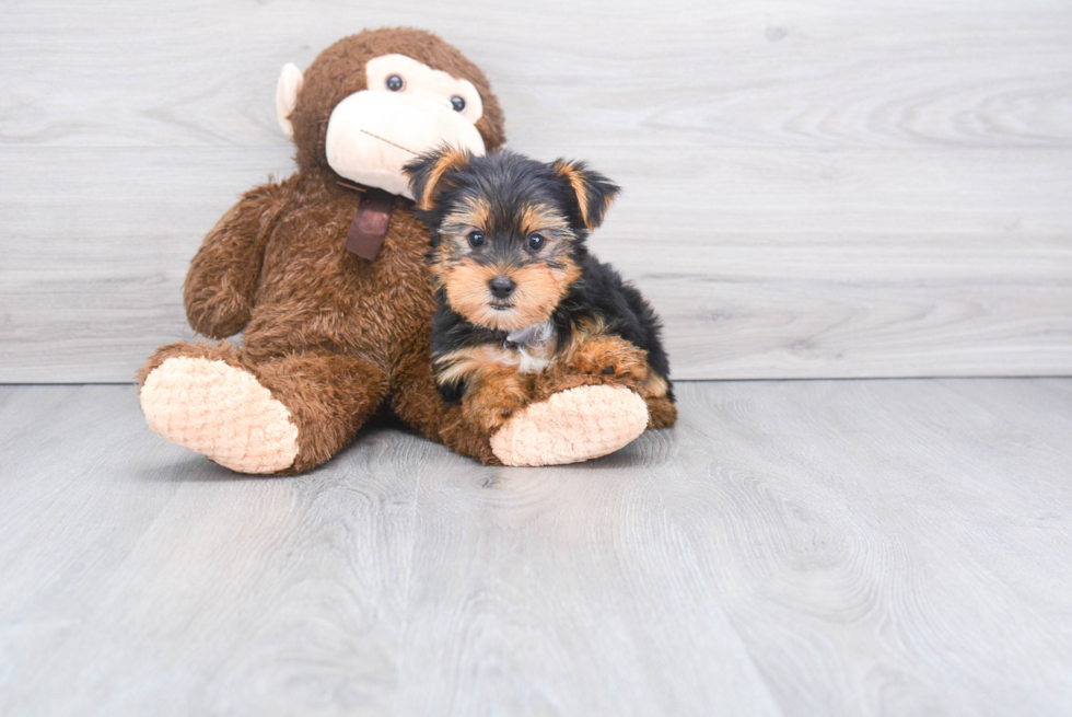 Meet Morty - our Yorkshire Terrier Puppy Photo 