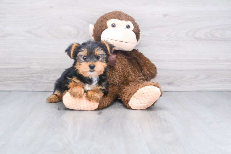 Meet Morty - our Yorkshire Terrier Puppy Photo 