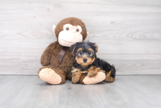 Yorkshire Terrier Puppy for Adoption