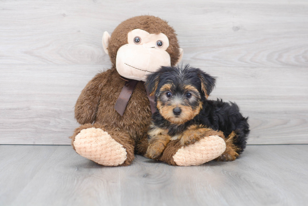 Yorkshire Terrier Puppy for Adoption