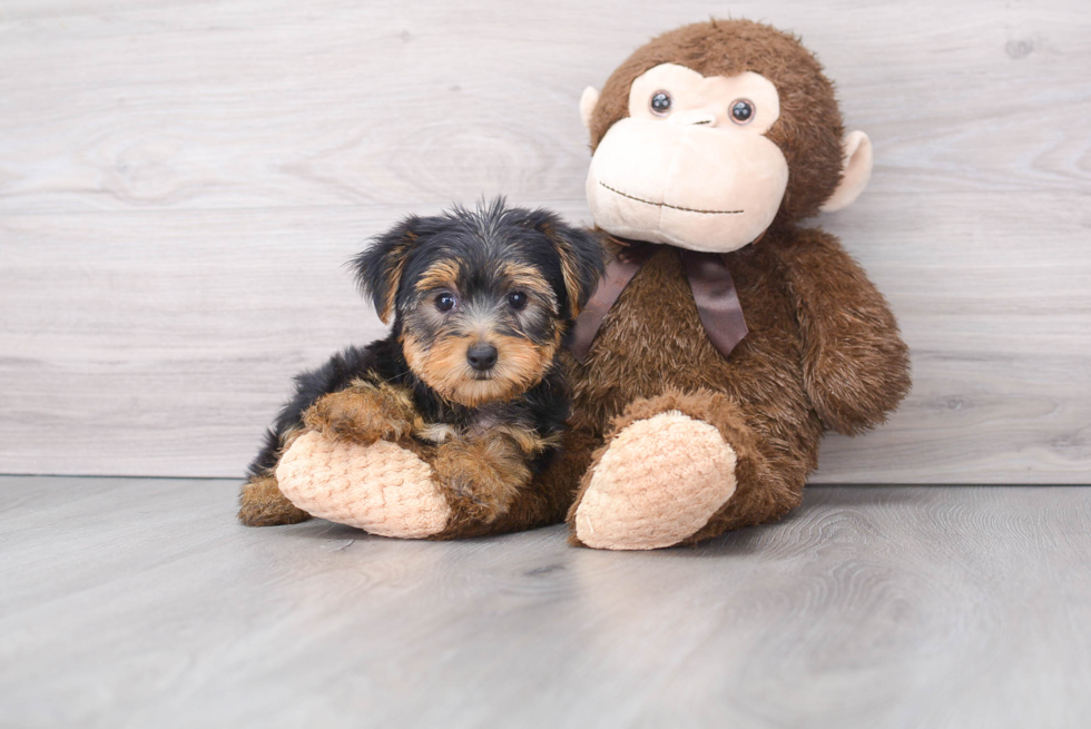 Yorkshire Terrier Pup Being Cute