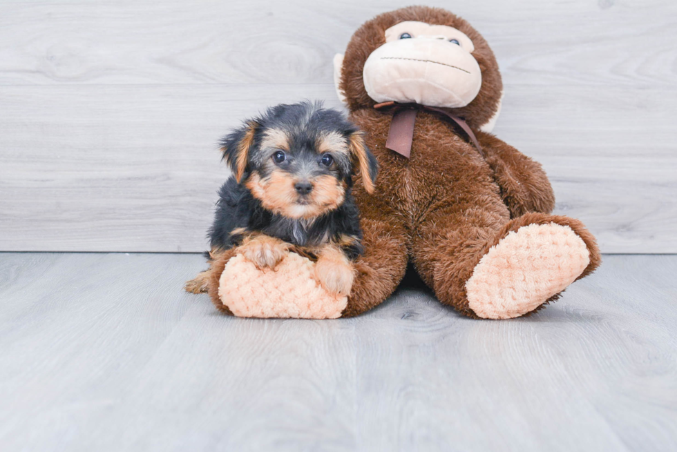 Meet Chewbacca - our Yorkshire Terrier Puppy Photo 