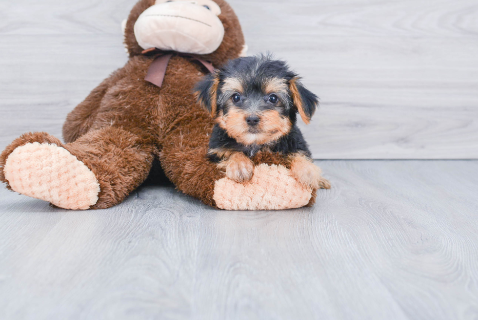 Meet Chewbacca - our Yorkshire Terrier Puppy Photo 