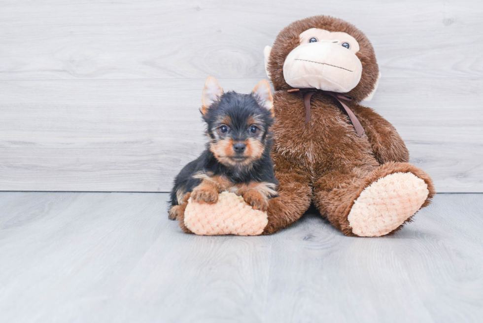 Meet Steph - our Yorkshire Terrier Puppy Photo 