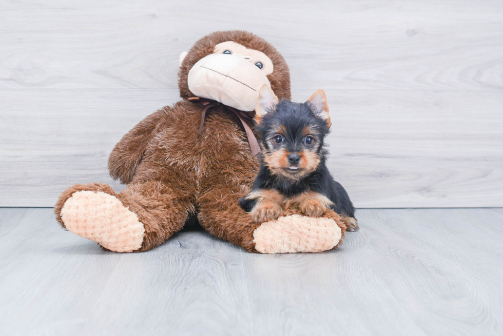 Meet Steph - our Yorkshire Terrier Puppy Photo 