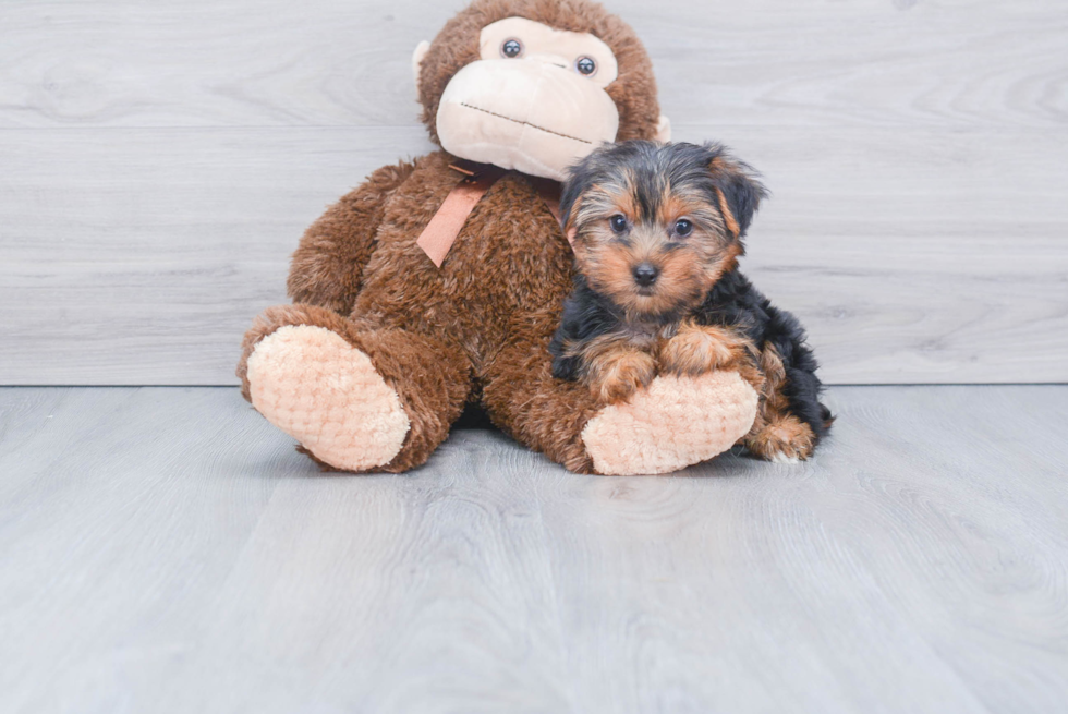 Meet Steph - our Yorkshire Terrier Puppy Photo 