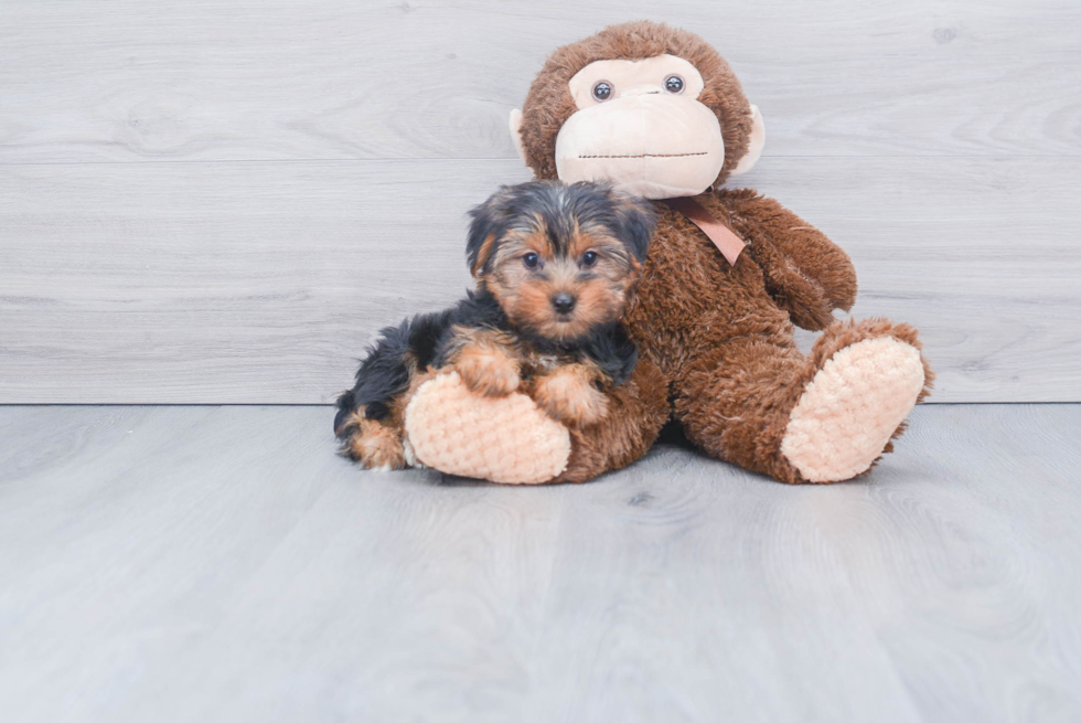 Meet Steph - our Yorkshire Terrier Puppy Photo 