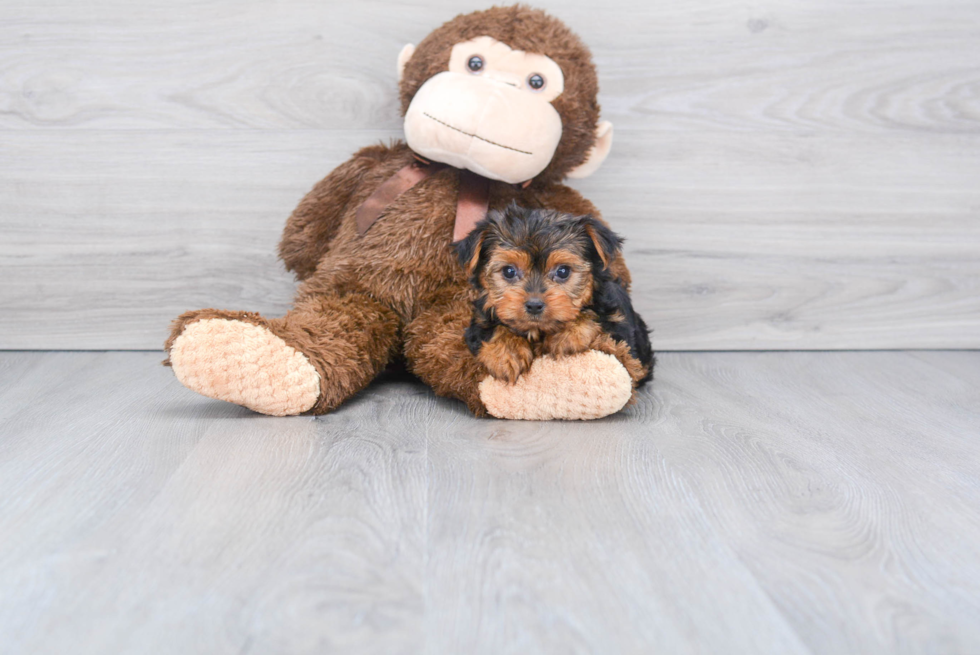 Meet Steph - our Yorkshire Terrier Puppy Photo 