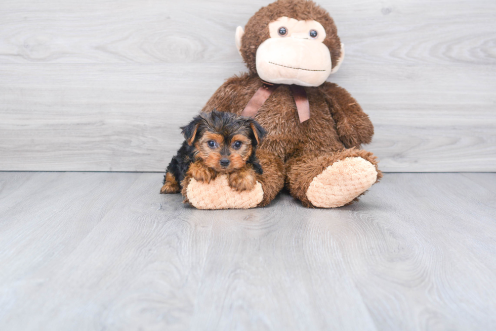 Meet Steph - our Yorkshire Terrier Puppy Photo 