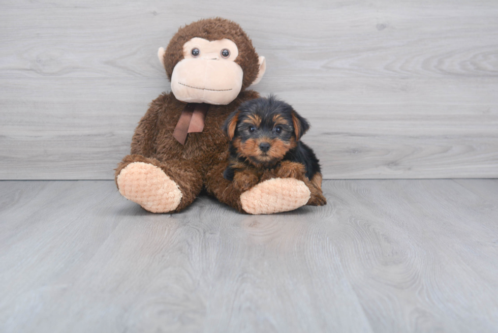 Meet Steph - our Yorkshire Terrier Puppy Photo 